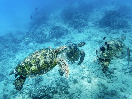 ウミガメシュノーケリング　ウミガメとの遭遇率が高い、ワイキキ沖のタートルキャニオンでシュノーケリング！＜英語スタッフ／ワイキキ発＞