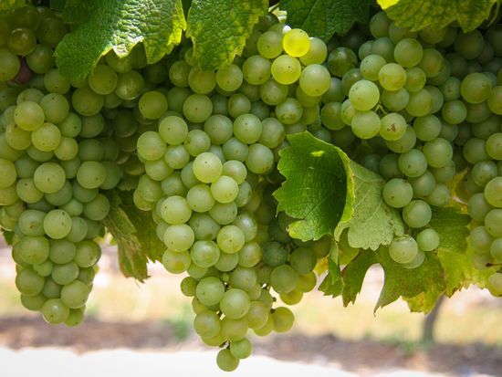 shutterstock_1171273927