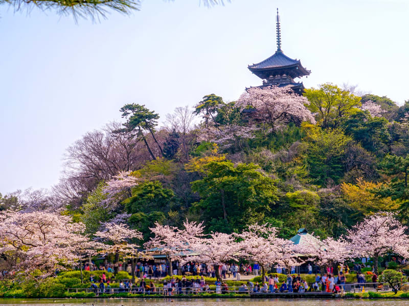 Kawazu Sakura Early Cherry Blossom Tour In Sankeien Garden From Tokyo Tours Activities Fun Things To Do In Tokyo Japan Veltra