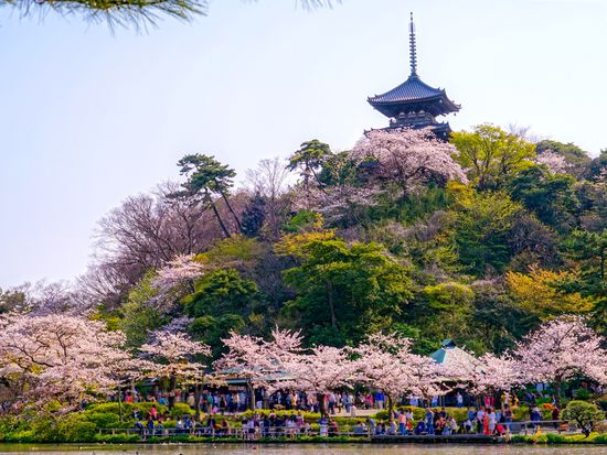 Kawazu Sakura Early Cherry Blossom Tour In Sankeien Garden From Tokyo Tours Activities Fun Things To Do In Tokyo Japan Veltra Kawazu Sakura Early Cherry Blossom Tour In Sankeien Garden From Tokyo Tours Activities Fun Things To Do In Tokyo Japan Veltra