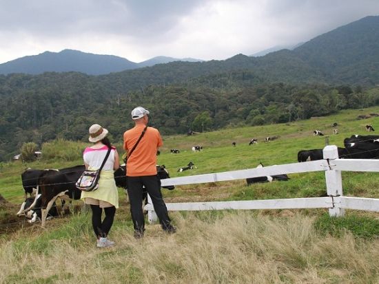 トレッキングでボルネオ島の自然を大満喫ツアー　10名限定！＜昼食＆夕食付き／日本語ガイド／コタキナバル発＞