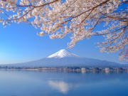 Japan_Yamanashi_Lake kawaguchiko_ Fuji_cherry blossoms_shutterstock_1303607515