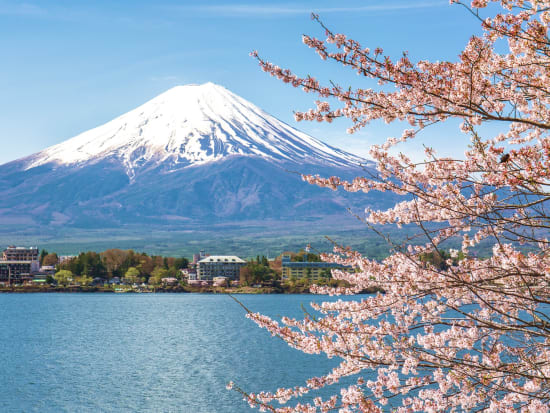 Mt. Fuji cherry blossom sakura spring view