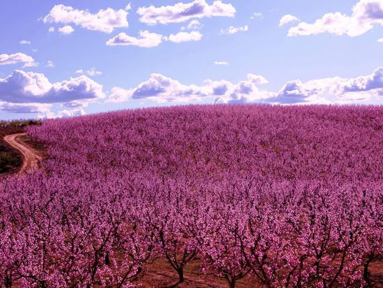 FRUITURISME_camp arbres florits_6090_per web