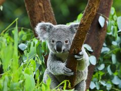 shutterstock_156828686