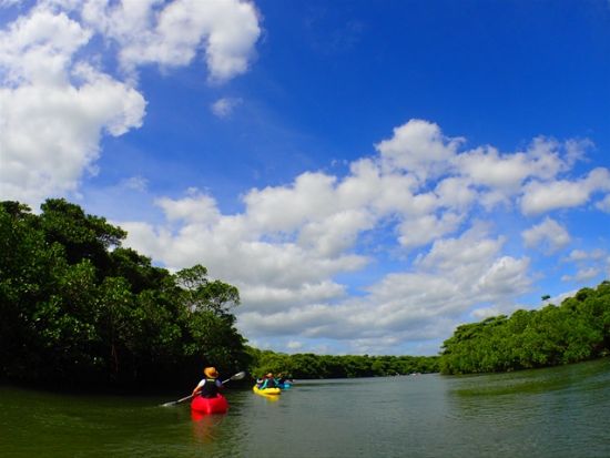 【少人数制】マングローブカヤックツアー　宮良川のジャングルやコウモリの棲む小洞窟を探検！より生き物観察に適した干潟散策付きプランも＜当日12時まで予約可＞