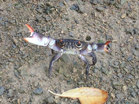 （16）威嚇するクマドリオウギガニ