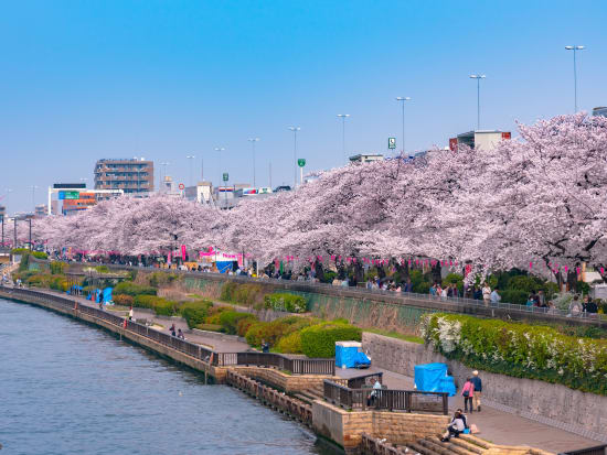 cherry blossom cruise in Sumida River
