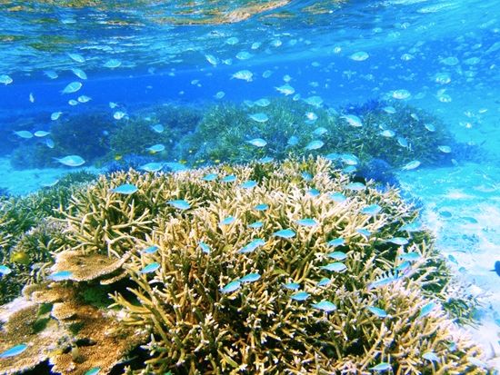 シュノーケル(10)1600