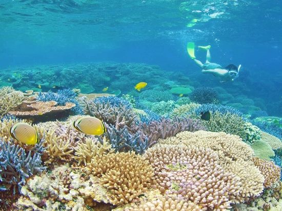 シュノーケリング　透明度抜群の海とカラフルな熱帯魚の世界へ！観光前後で選びやすい離島ターミナル目の前ショップ＜市街地送迎無料／3歳～OK＞