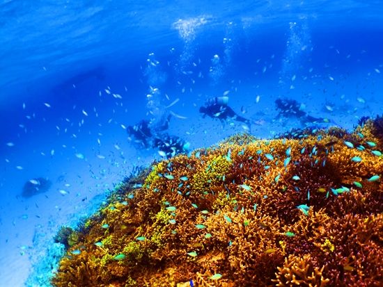 ファンダイビング 石垣島有数のスポットで感動ダイビング！石垣島の海を知り尽くしたプロガイドがご案内＜1日／2～3ダイブ／石垣島＞