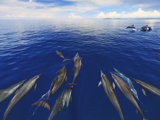 イルカウォッチングツアー ハシナガイルカが間近に！＜英語ガイド／ココポ発＞