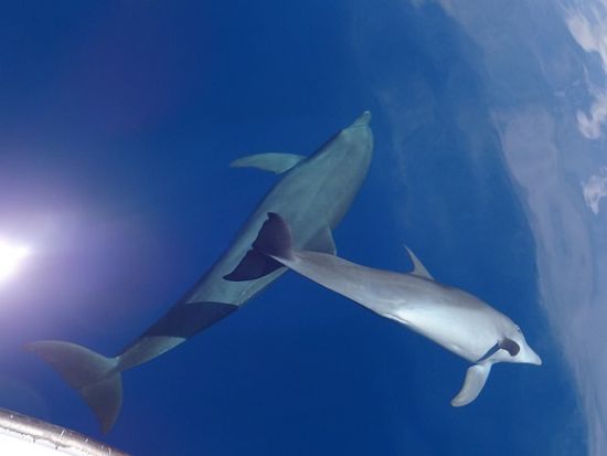 イルカウォッチングツアー ハシナガイルカが間近に！＜英語ガイド／ココポ発＞