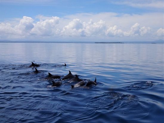イルカウォッチングツアー ハシナガイルカが間近に！＜英語ガイド／ココポ発＞