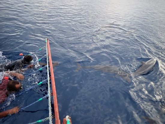 イルカウォッチングツアー ハシナガイルカが間近に！＜英語ガイド／ココポ発＞