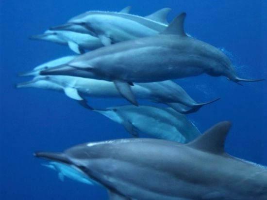 イルカウォッチングツアー ハシナガイルカが間近に！＜英語ガイド／ココポ発＞