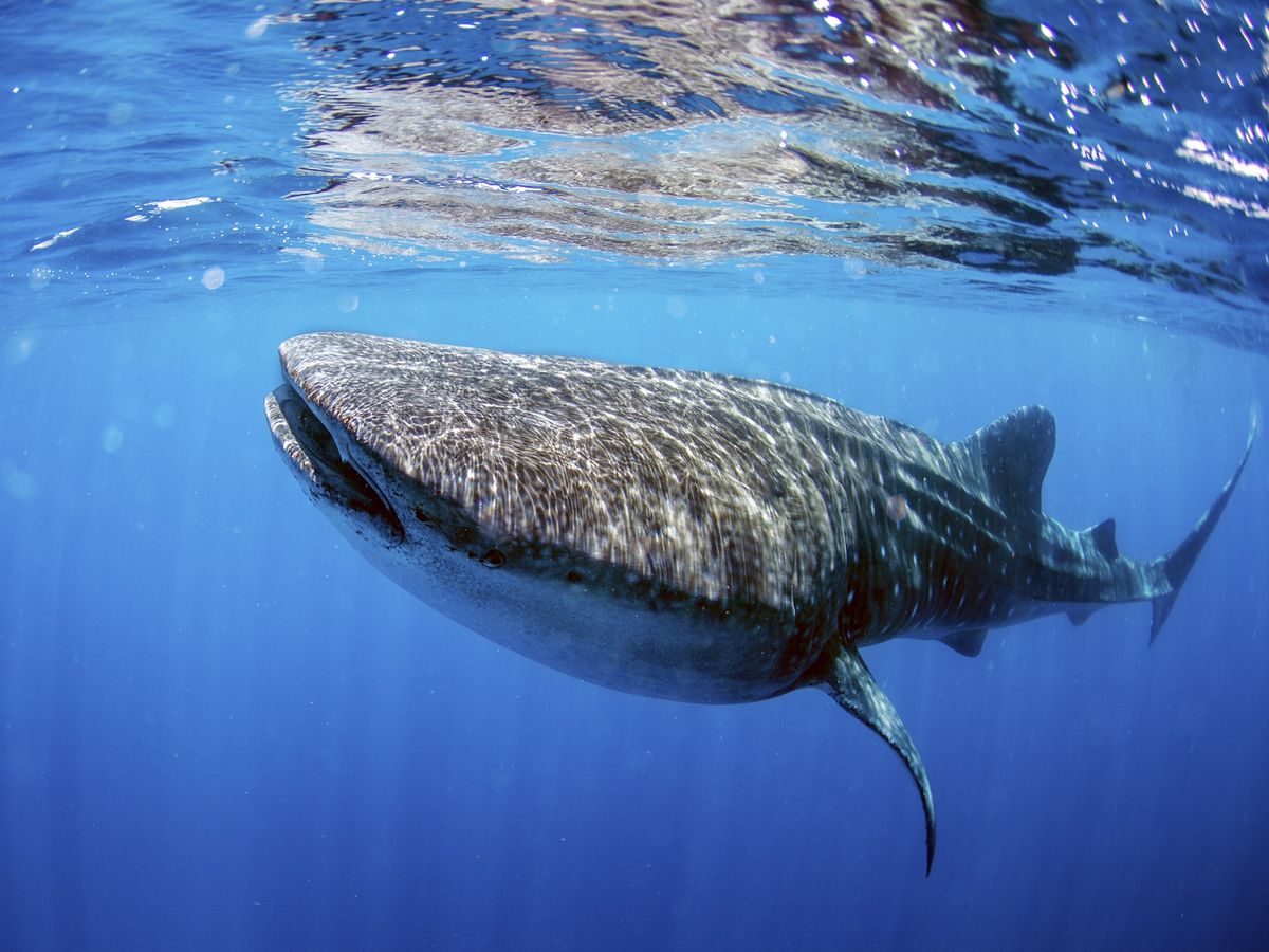 ジンベイザメと泳ぐシュノーケリングツアー！イスラムヘーレス島沖合