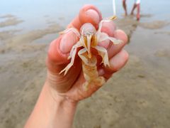 Gold Coast Yabby Pumping