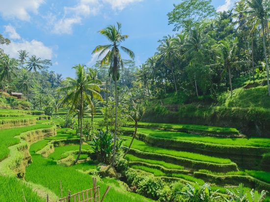 Indonesia_Ubud_RiceTerrace_shutterstock_1236698695