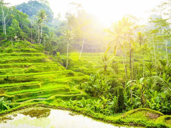 ウブド観光＆ゴアガジャ遺跡ツアー　自由時間はたっぷり最大3.5時間 ＜昼食付き／日本語ガイド＞by JTB