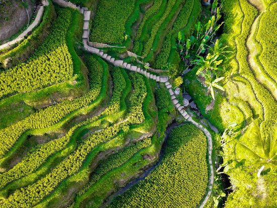 Indonesia_Ubud_RiceTerrace_shutterstock_1554300122