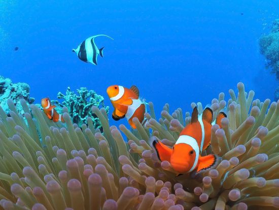 ジンベイザメ+スミロン島ファンダイビングツアー　高確率で会える！ダイビングならではの角度からジンベイザメを楽しもう＜混載／ボート／2ダイブ／昼食＞