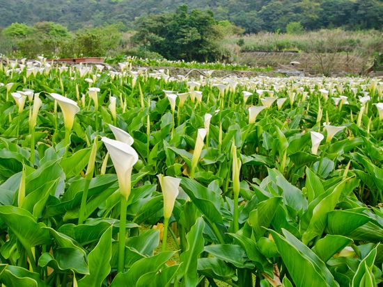 shutterstock_1120731374