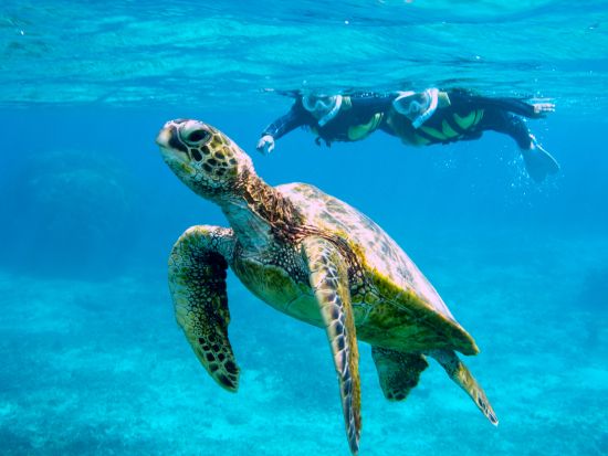 ウミガメとクマノミに会いに行くシュノーケリングツアー　市街地にあるパウダールームなど設備充実の店舗集合でらくらく参加＜再チャレンジ無料保証／写真付き／宮古島＞