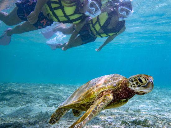 宮古島発ウミガメと2回泳ごう！遭遇率重視のシュノーケルツアー＜再チャレンジ無料保証／写真付き／1日／宮古島＞