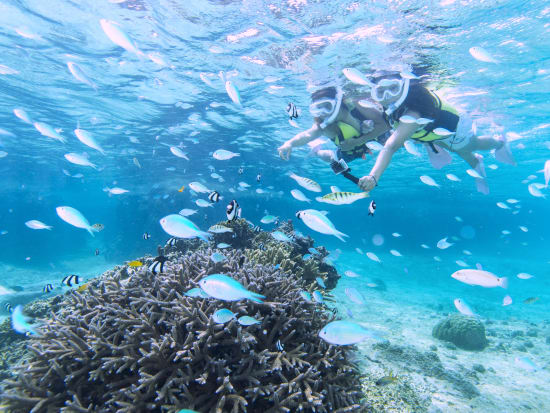 サンゴシュノーケリングツアー 極上のサンゴ礁でお魚ウォッチング 3歳から参加可能プランあり 宮古島 宮古島の観光 オプショナルツアー専門 Veltra ベルトラ