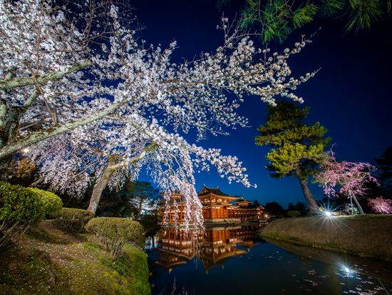 桜ライトアップ②