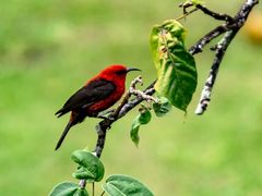 Micronesian_Myzomela__shutterstock_1047284254