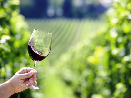 フランス南西地方　ベルジュラック地区　オーガニックワインの醸造家に学ぶワイン作りをテイスティング　ワインブレンド体験プランあり＜英語ガイド／ガルドンヌ発着＞