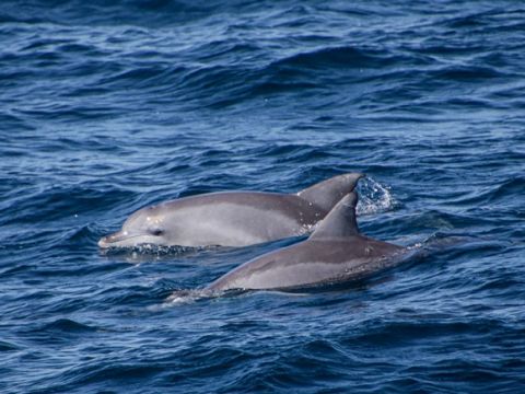 モートン島 ワイルドライフクルーズ&タンガルーマ沈没船シュノーケリング　送迎付きプランあり！＜昼食付／英語ガイド／ブリスベン発＞