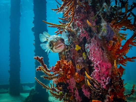 Busselton Jetty_aquarium_shutterstock_794772925