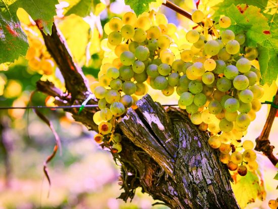 アルザス地方　ワイナリー訪問半日ツアー オベルネのワイナリーを訪ねる！＜試飲付き／英語ドライバーガイド／ストラスブール発＞