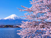 Japan_Yamanashi_Lake Kawaguchiko_Mt Fuji_cherry blossoms_shutterstock_1015303807