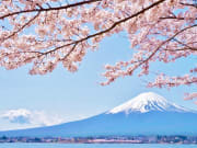 Japan_Yamanashi_Kawaguchiko_Mt Fuji_cherry blossom_shutterstock_446671864