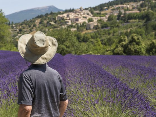 【6月6日～7月25日】南仏プロヴァンス ラベンダー鑑賞 半日ツアー ＜午前・午後／英語／アヴィニョン発＞