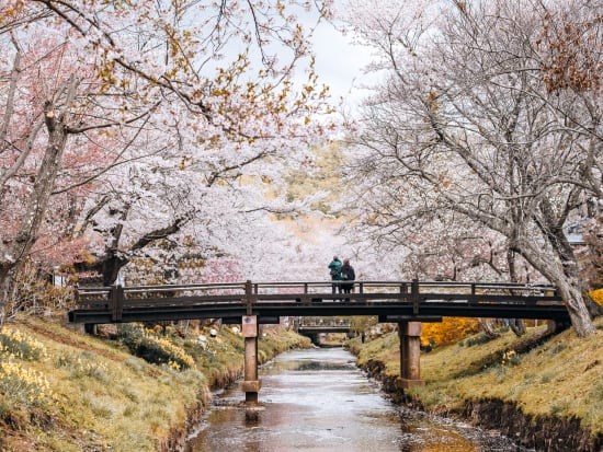 Oshino Hakkai during cherry blossom season