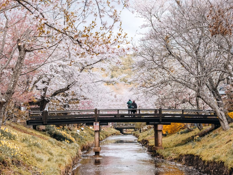 Oshino Hakkai during cherry blossom season