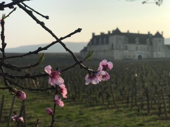 【貸切】ブルゴーニュ地方　ワイナリー＆ワインの名所を巡るセミオーダーツアー！選べる2つのアクティビティとワイン試飲付きランチ＜日本語ガイド／ディジョン発着＞