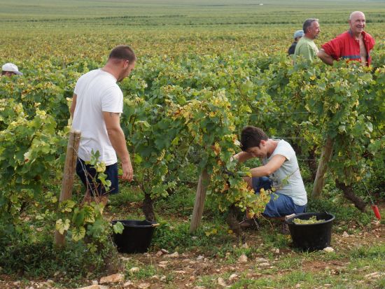 【貸切または混載】ブルゴーニュ地方 ワイン産地訪問　4つの行き先から選択可＜半日または1日／日本語専門通訳／ボーヌ発＞