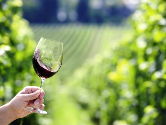 Vineyard_wine_shutterstock_137702114 (2)