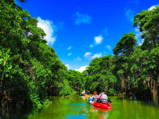 億首川カヤックツアー 沖縄本島唯一！4種のマングローブを楽しむ 高画質写真撮影付き＆3歳から参加OK 初心者も安心の冒険旅＜ホテル送迎可／恩納村発＞