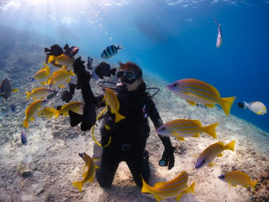 美ら海ボート体験ダイビング（ショップ集合）　ガイド完全貸切 ！キレイなショップの充実施設＆港が目の前の好立地に大満足＜写真・動画撮影サービス付＞ by 冒険島