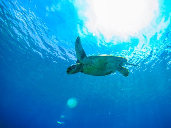 美ら海ボート体験ダイビング（ショップ集合）　ガイド完全貸切 ！キレイなショップの充実施設＆港が目の前の好立地に大満足＜写真・動画撮影サービス付＞ by 冒険島