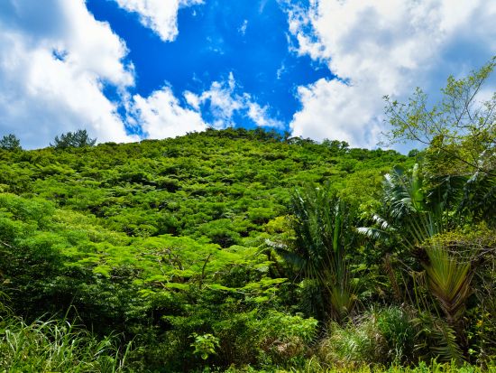 やんばるシャワークライミング&キャニオニング　秘境でジップスライド＆天然のウォータースライダー＜写真無料／一部ホテル送迎可＞by 冒険島