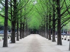 Nami Island at spring