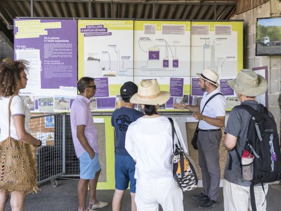 【6月10日～7月15日】南仏プロヴァンス ラベンダー鑑賞半日ツアー＜4時間／午前または午後発／英語／エクス・アン・プロヴァンス発＞